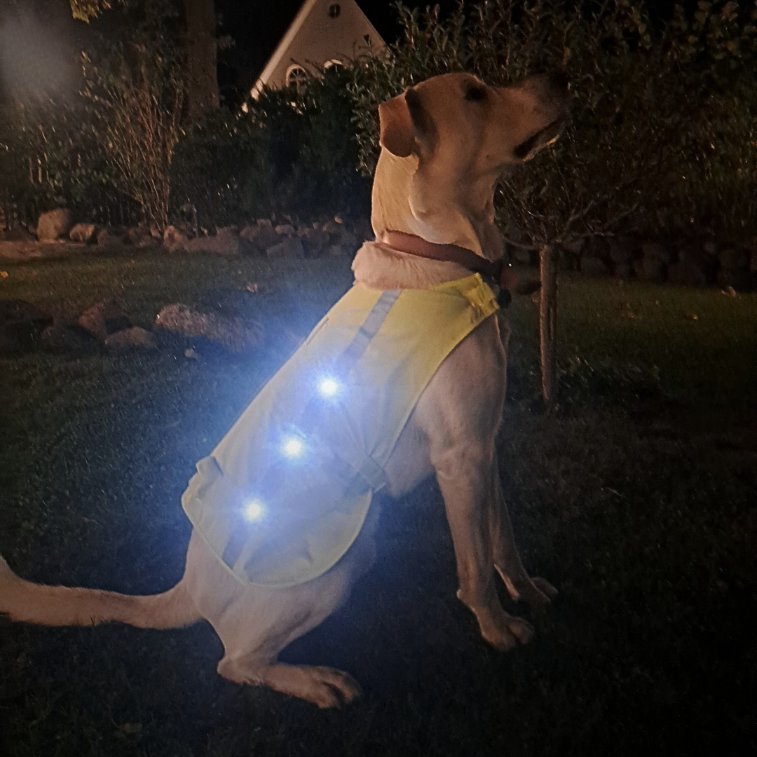 LED Hundewarnweste – heyReflect